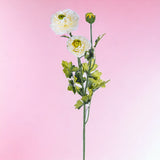Ranuncolo per 3 fiori • 45 cm