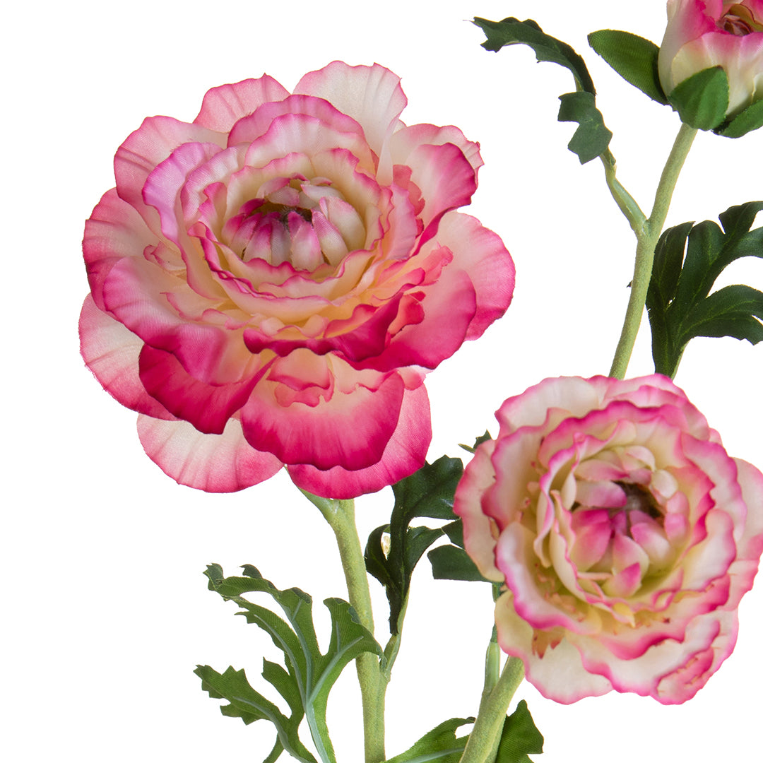 Ranuncolo per 3 fiori • 45 cm