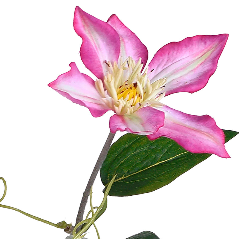 2 Pezzi • Ramo clematis artificiale 2 fiori • 76 cm