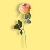 8 Pezzi • Rose artificiali boccio • 50 cm