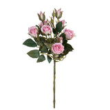 Rosa Inglese con 6 Fiori E 4 Bocci • 55 cm