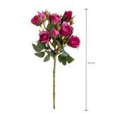 Rosa Inglese con 6 Fiori E 4 Bocci • 55 cm