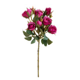 Rosa Inglese con 6 Fiori E 4 Bocci • 55 cm
