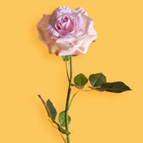 2 Pezzi • Rose artificiali aperte • 65 cm