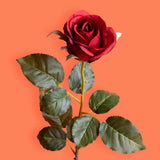 8 Pezzi • Rose artificiali bacarat • 67 cm