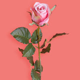 8 Pezzi • Rose artificiali bacarat • 67 cm