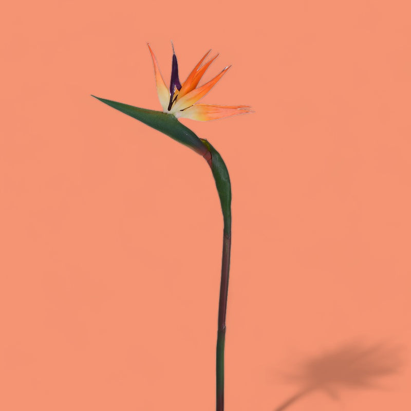 3 Pezzi • Fiore di Strelizia artificiale • 85 cm