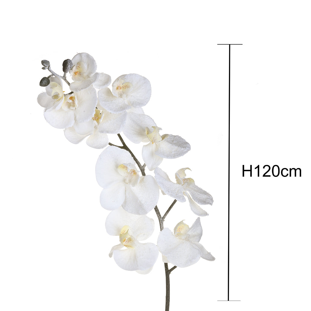 6 Pezzi •  Phalenopsis innevate   • 120 cm