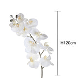 6 Pezzi •  Phalenopsis innevate   • 120 cm