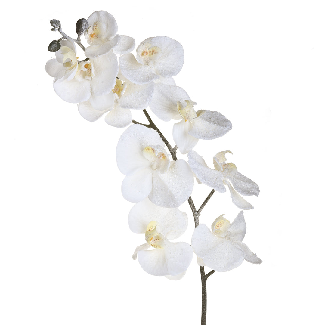 6 Pezzi •  Phalenopsis innevate   • 120 cm