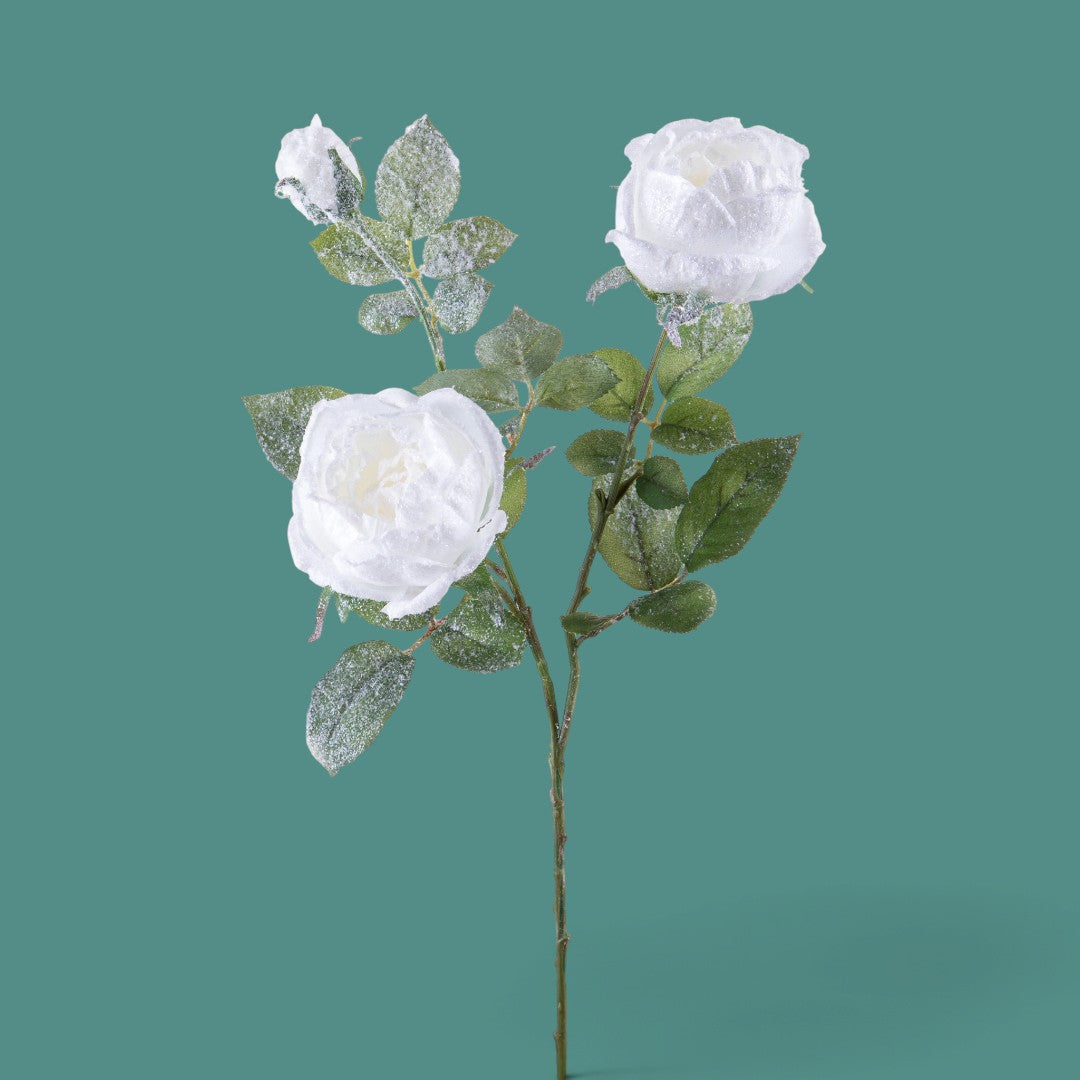Pezzi 12 • Rosa cabbage x 3 nevicata • H 69 cm