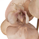 Pezzi 12 • Phalenopsis br/gold • H 81 cm