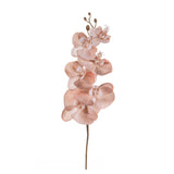 3 Pezzi • Phalenopsis br e gold • 81 cm