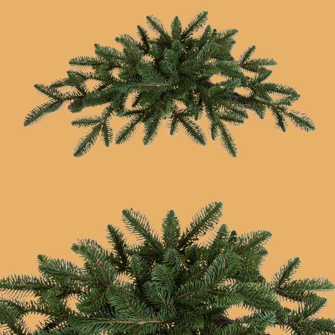 Sopraporta conAbete normandiana • H 22 cm