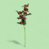 Pezzi 24 •Agrifoglio x • H 55 cm