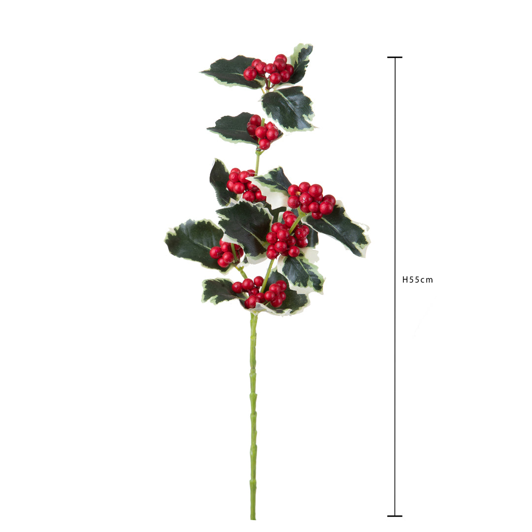 Pezzi 24 •Agrifoglio x • H 55 cm