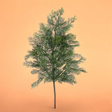 Pezzi 12 • Ramo cedro • H 79 cm
