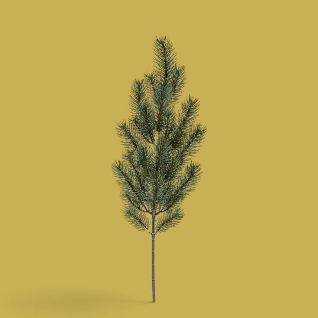 Pezzi 12 •Abete ramo • H 65 cm