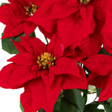 Stella natale cespuglio • H 60 cm