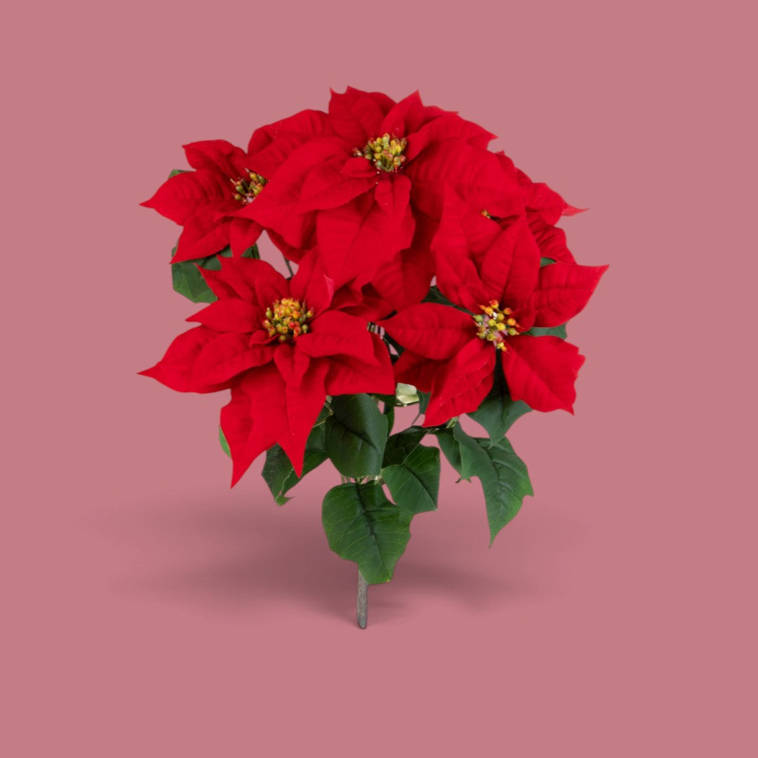 Stella natale cespuglio • H 60 cm
