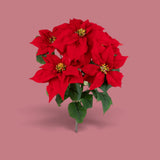 Stella natale cespuglio • H 60 cm