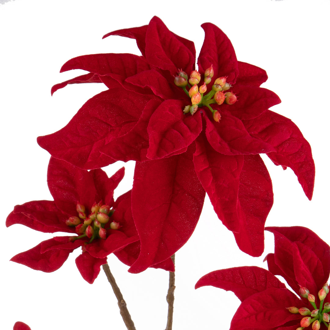 Pezzi 6 • Stella natale • H 106 cm