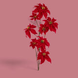 Pezzi 6 • Stella natale • H 106 cm