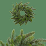 CoronaAb.normandiana • H 8 cm