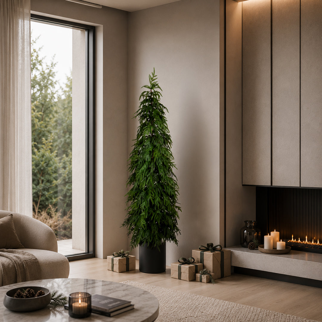 Abete norfolk t.stellato con vaso • H 150 cm