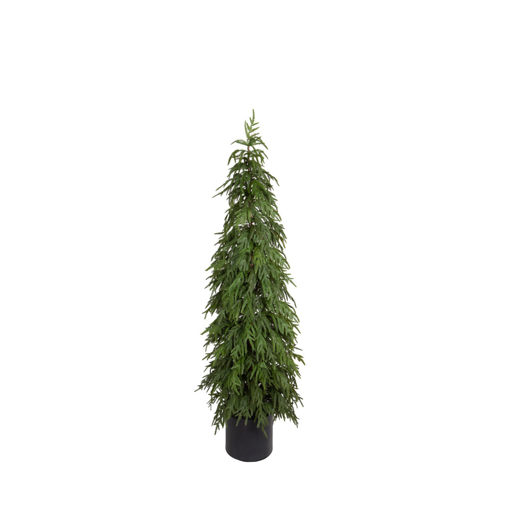 Abete norfolk t.stellato con vaso • H 150 cm