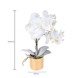 Vaso con orchidea nevicata • H 48 cm